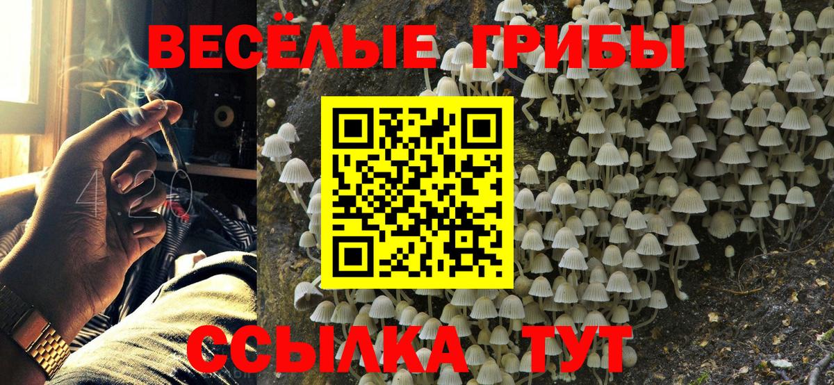 Псилоцибиновые грибы Psilocybe  купить   Ачхой-Мартан  Вход с VPN 